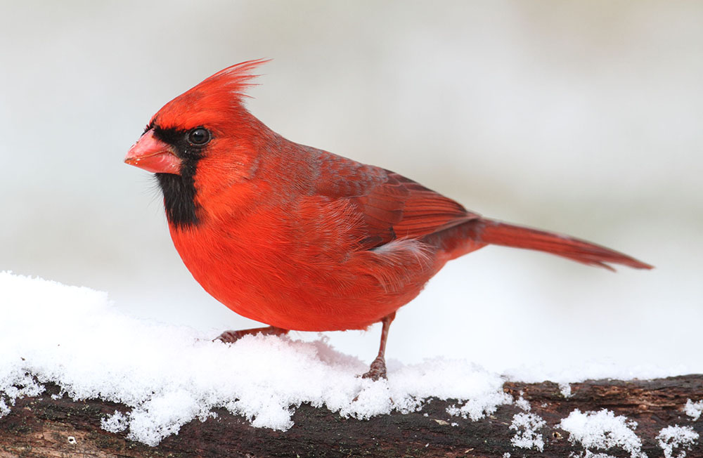 ショウジョウコウカンチョウ(Northern Cardinal)|鳥の図鑑