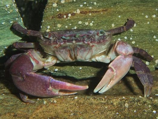 ヒライソガニの写真｜としとしWeb水族館・魚図鑑