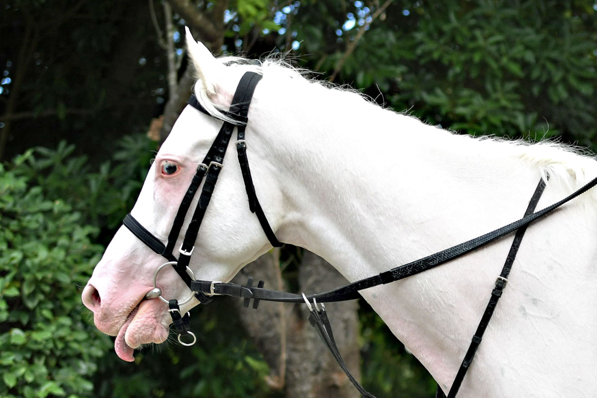 今村聖奈のアオラキは6着 2度目のコンビも勝利ならず | 競馬ニュース