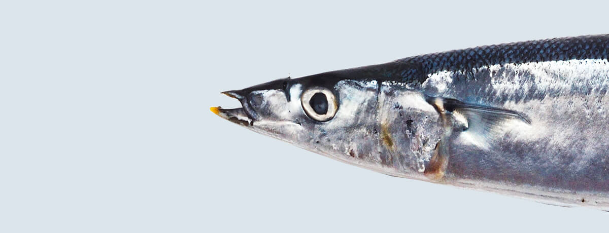 サンマ 【秋刀魚】の特徴・生態、食べ方や旬、料理を徹底解説！ | とともん