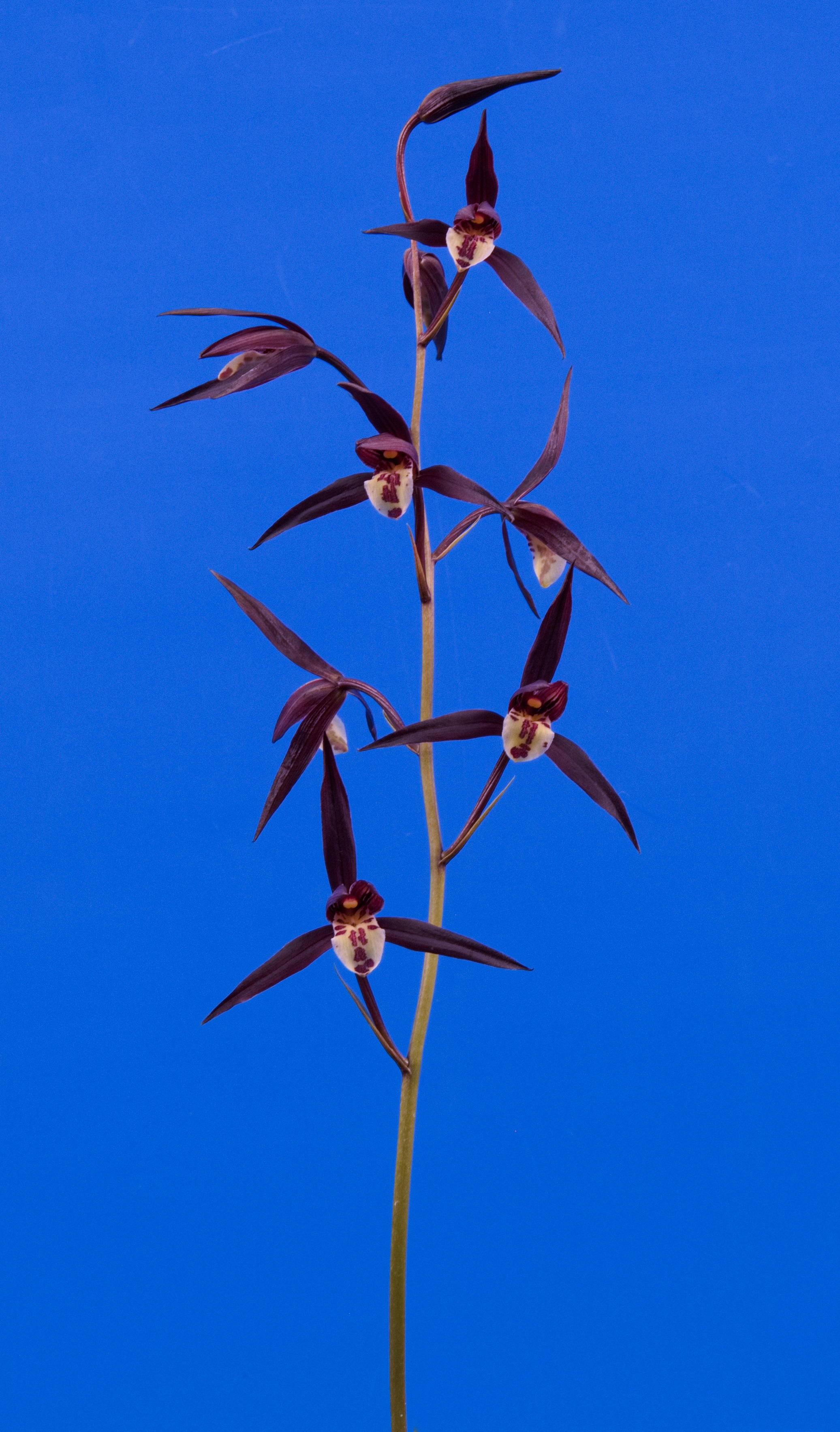 寒蘭専門店 東洋蘭センター / 交配種