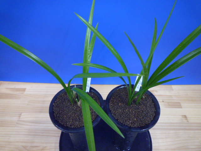 寒蘭専門店 東洋蘭センター / 無名品