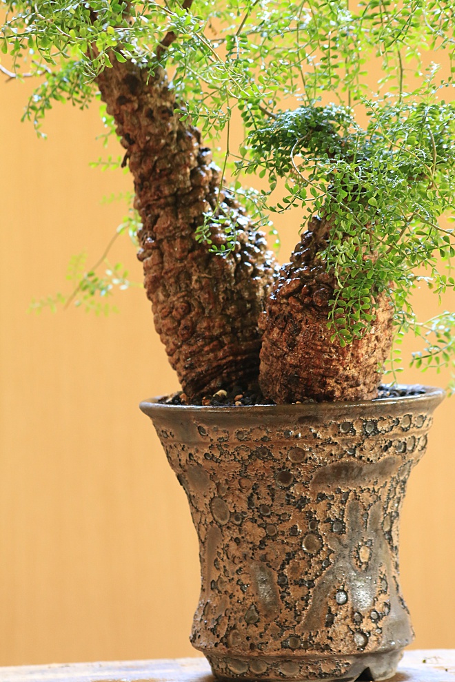 オペルクリカリアパプキス Operculicarya pachypus | 益子焼窯元よこやま