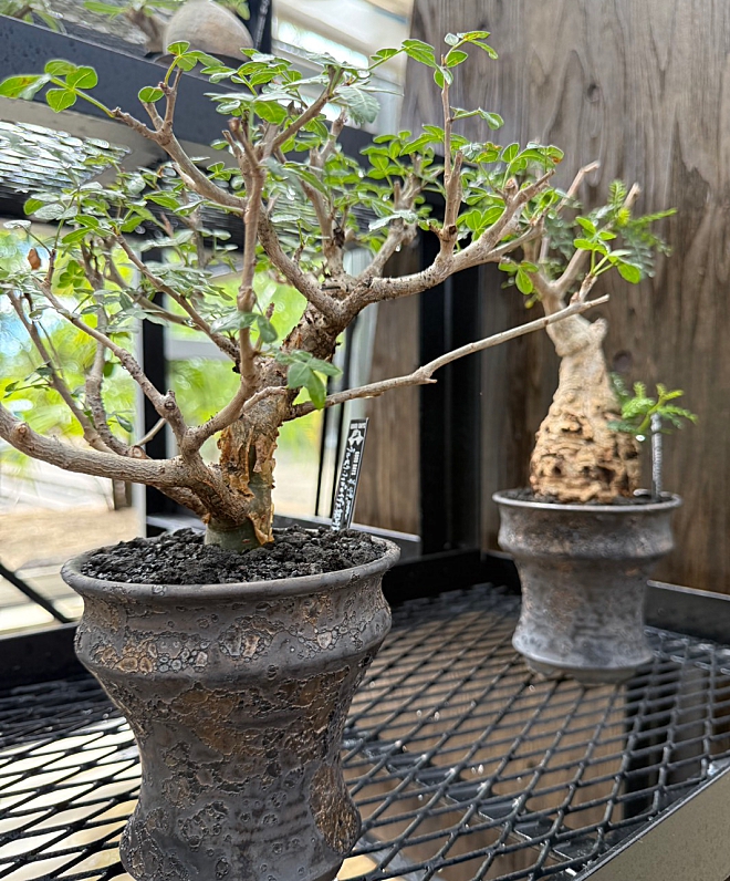 GOOD DAYS高根沢店（塊根植物店）にてよこやま鉢販売開始！ | 益子焼