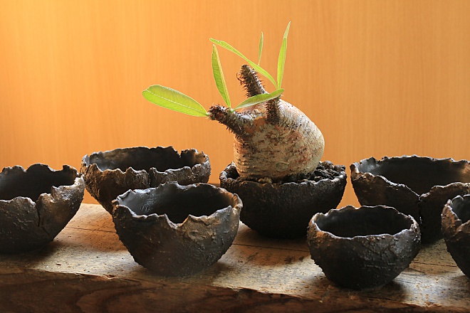 パキポディウムグラキリス Pachypodium Gracilius | 益子焼窯元よこやま