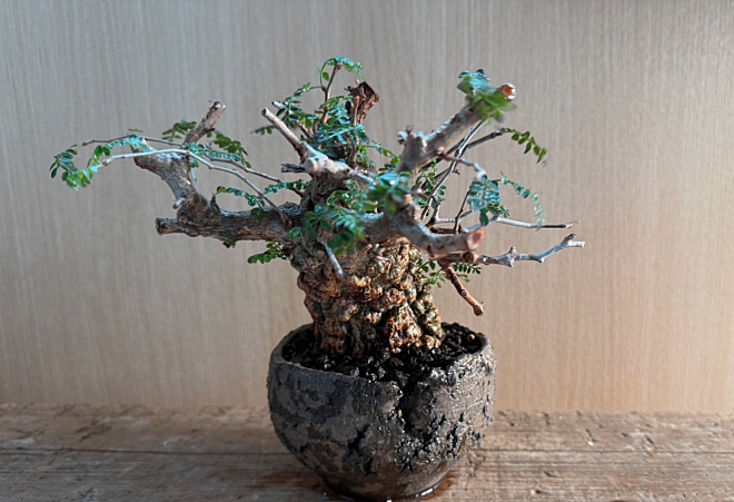 オペルクリカリアパプキス Operculicarya pachypus | 益子焼窯元よこやま