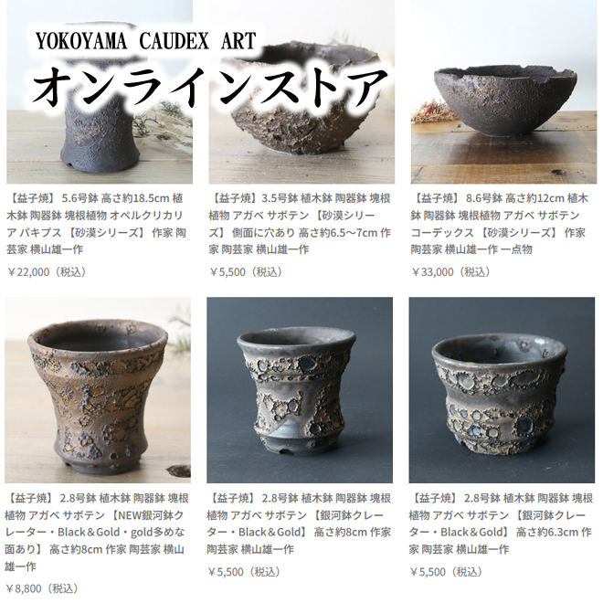 パキポディウムグラキリス Pachypodium Gracilius | 益子焼窯元よこやま