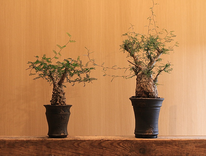 オペルクリカリアパプキス Operculicarya pachypus | 益子焼窯元よこやま