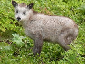 ニホンカモシカ」を見かけたら | 【岩手町】公式ウェブサイト
