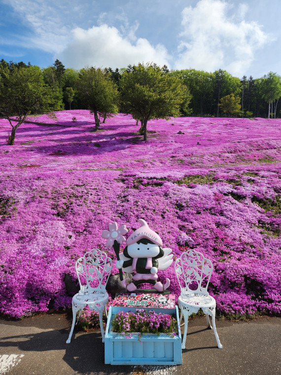 5月22日】水滴光る芝ざくら｜北海道滝上町