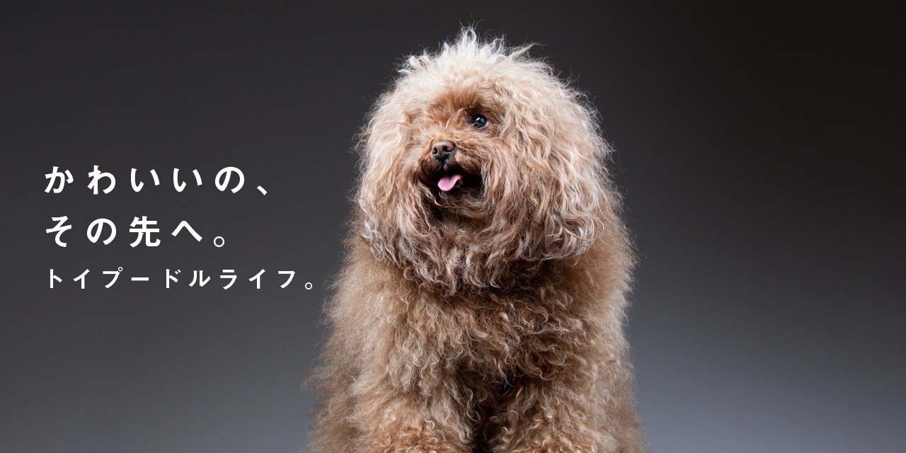 トイプードル｜国内最大のトイプーメディア「トイプードルライフ/Toy