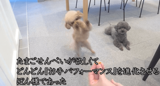 めっちゃ笑った」「想像以上にクセ強めw」と話題のトイプードルの「お