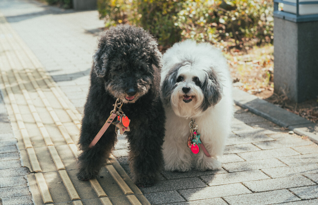 取材】18歳と14歳のトイプードル姉妹！「自由気ままに、のびのびと