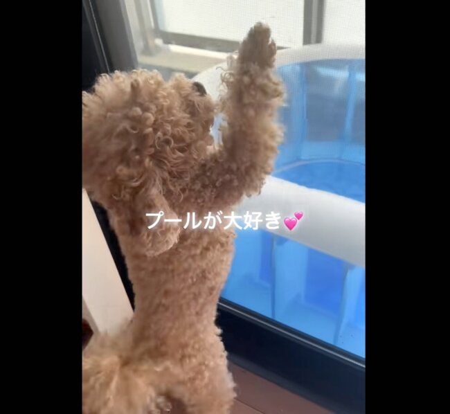 そんな好きちゃうねん…」トイプードルがプールから出たそうにこちらを