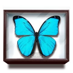 サイエンステクニカラードイツ箱マグネットコレクション 【いきもん】