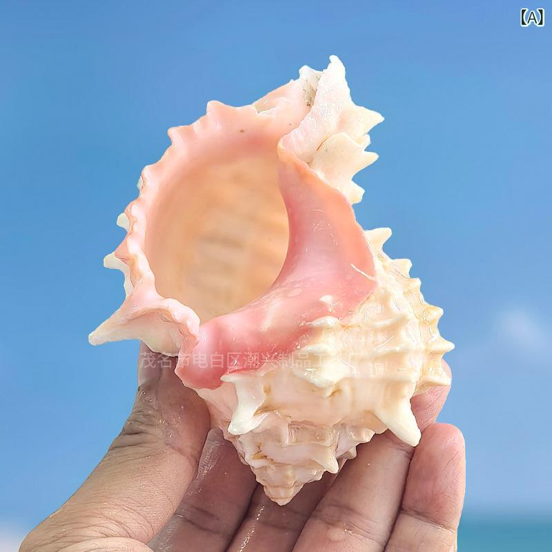 楽天市場】アクアリウム 天然巻貝 ヤドカリ用 貝殻シェル 大型 ピンク