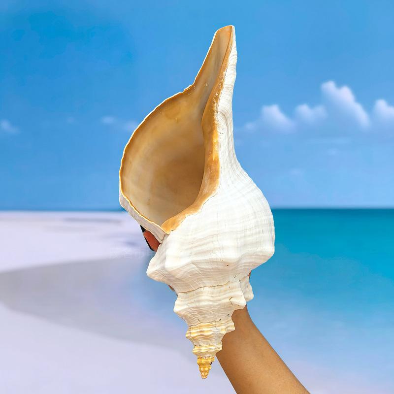 楽天市場】ホラガイ 吹ける 超大型 約22cmから40cm 天然 法螺貝 貝殻