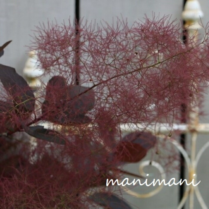 楽天市場】スモークツリー「グレイス Fタイプ」7号大鉢 1点物 樹高鉢底