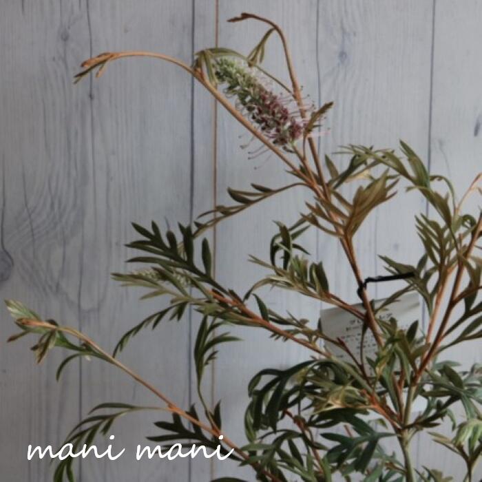 楽天市場】グレビレア「ドーンパープル」 5号 鉢底から約65～75cm