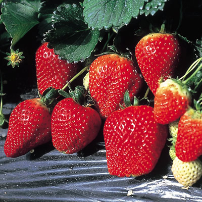 苗 とちおとめ」の人気商品一覧 | 安い商品を通販サイトから探す