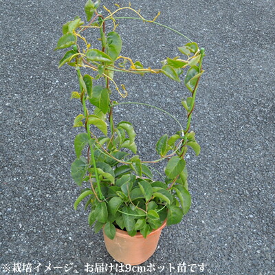 楽天市場】宿根草 オカワカメ ( 雲南百薬 ) 1株 苗 : あなたの街のお