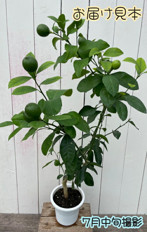 楽天市場】実付き！サイパンレモン (グリーンレモン） 5号鉢（直径15cm