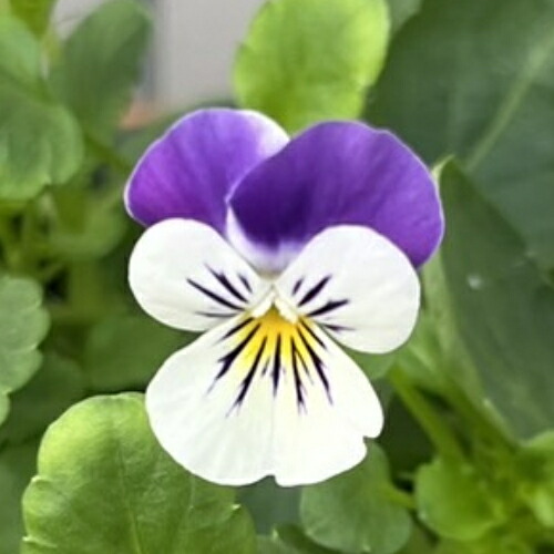 楽天市場】ビオラ れいちゃん 1株 パンジー ビオラ 苗 イングリッシュ