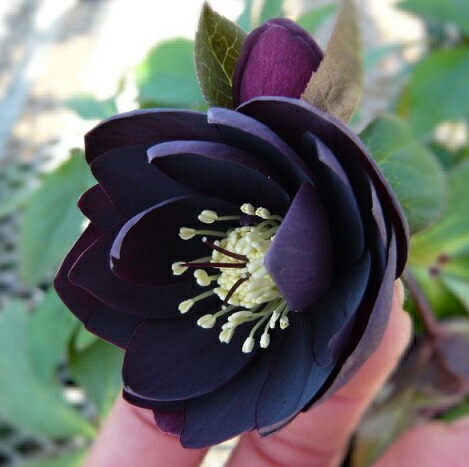 楽天市場】クリスマスローズ 八重咲き 黒系ダブル 9cmポット苗 松村