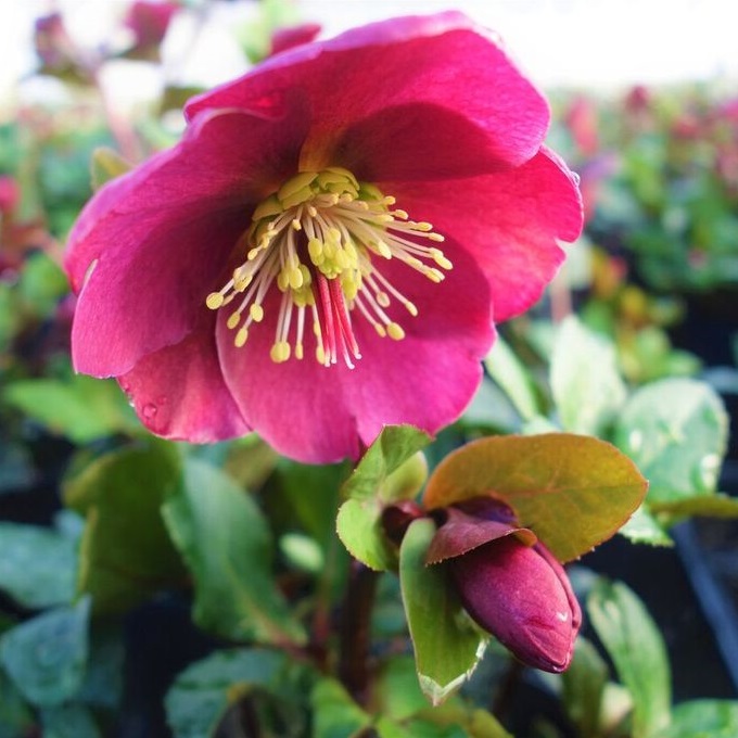 楽天市場】クリスマスローズ アンナズレッド 5号鉢（つぼみ〜開花開始