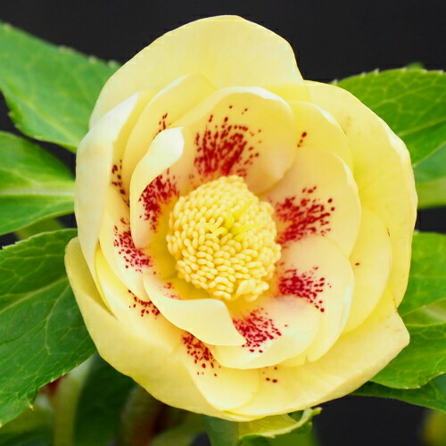 楽天市場】クリスマスローズ ゴールド系ダブル ダブルゴールド系 10.5