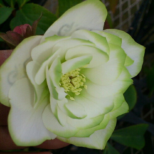 楽天市場】クリスマスローズ 八重咲 利休系グリーンリップ ダブル 4号