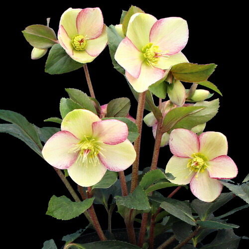 楽天市場】完全生産者限定品 クリスマスローズ 氷の薔薇シリーズ