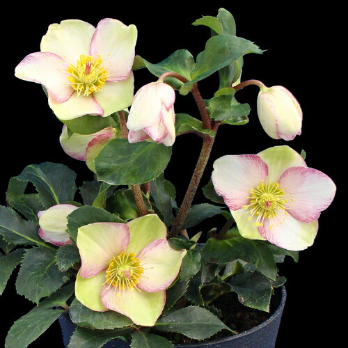 楽天市場】完全生産者限定品クリスマスローズ 氷の薔薇シリーズ