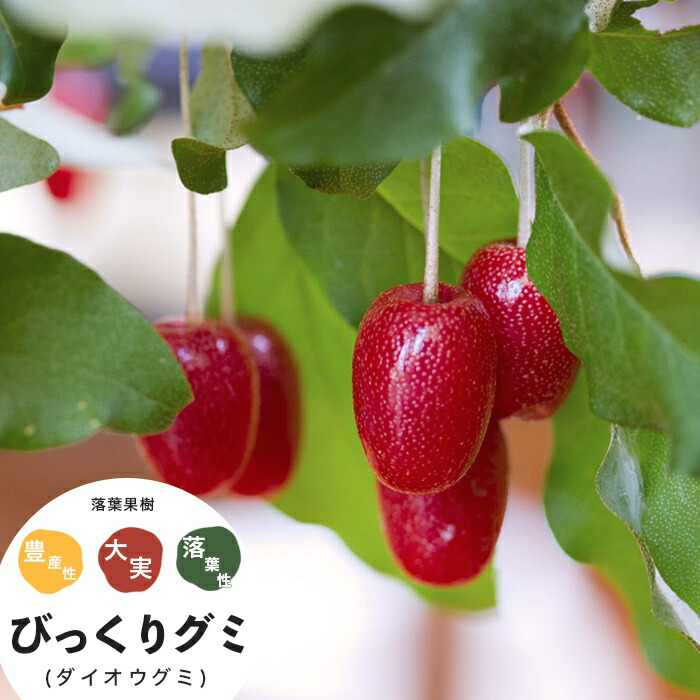 楽天市場】果樹苗 グミ 苗木 グミの木 大実びっくりグミ 1年生 挿し木