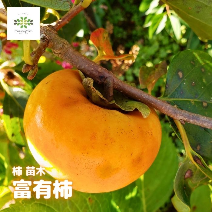 楽天市場】富有柿 苗木の通販