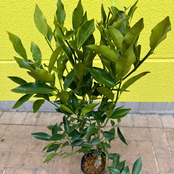 楽天市場】キンカン 苗木 ぷちまる 金柑 種なし 4.5号 ロングポット