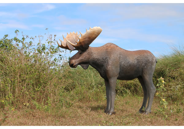 楽天市場】大迫力！ ムース Moose 体長約2m36cm 強化プラスチック（FRP