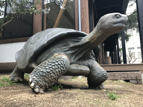 楽天市場】FRPアニマルオブジェ ガラパゴスの陸亀 Galapagos Tortoise