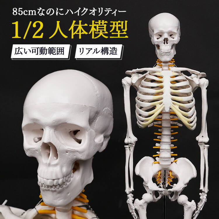 楽天市場】再現度の高いハイクオリティモデル 人体模型 骸骨 デッサン