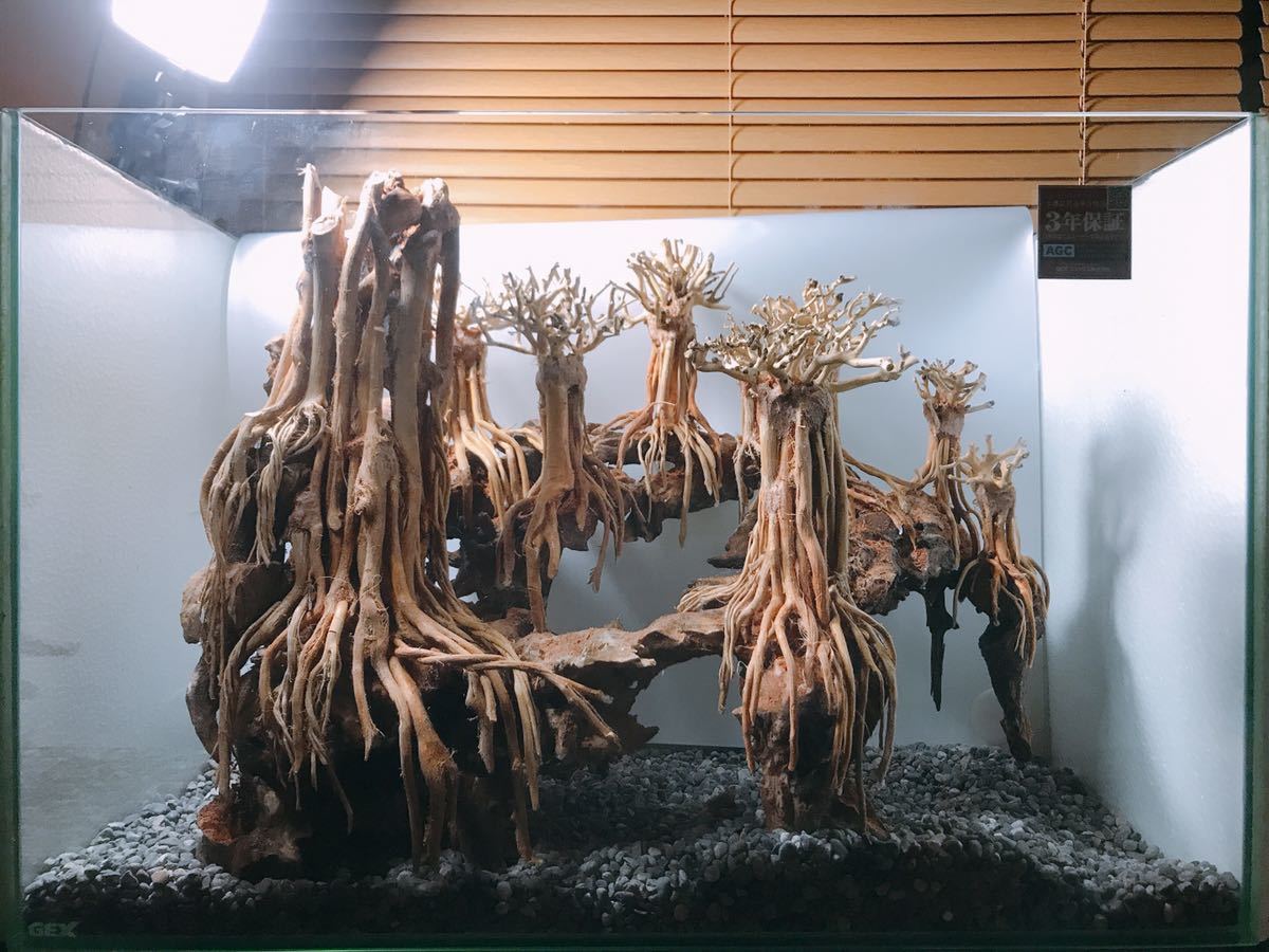 楽天市場】空洞型バニヤン盆栽流木ADA 流木（水槽専用アート流木）盆栽