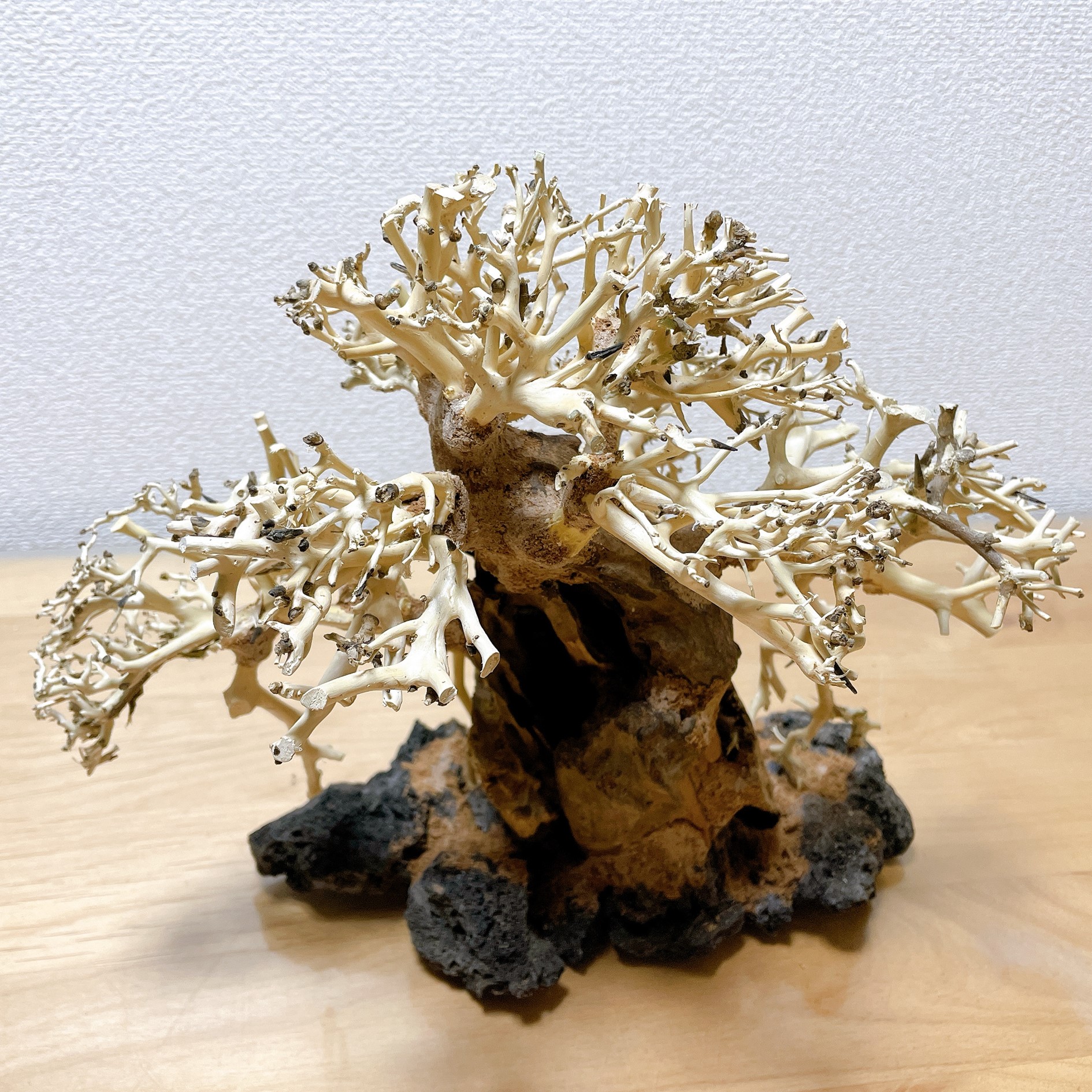 楽天市場】【送料無料・お買い得】盆栽流木 中型直幹（水槽専用アート