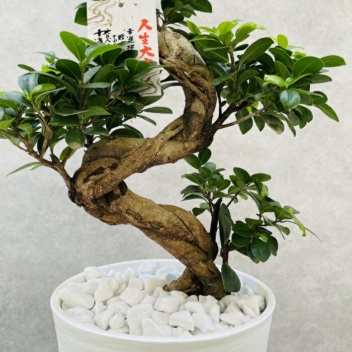 楽天市場】観葉植物 ガジュマルの木 昇り竜 縁起物 高さ70cm前後