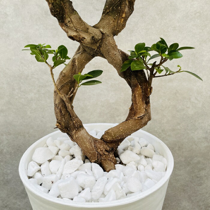 楽天市場】ガジュマル 観葉植物 高さ75cm前後 八の字 8号鉢苗 受け皿