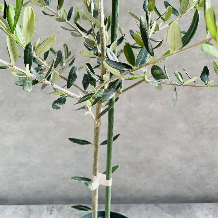 楽天市場】オリーブの木 ルッカ 6号鉢苗 鉢底から110cm程度 開帳型