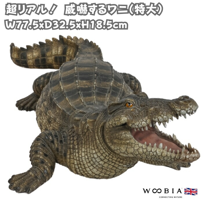 楽天市場】置物 威嚇するワニ 高さ18.5cm woobia ウービア 大きい