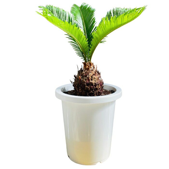 楽天市場】観葉植物 ソテツ 蘇鉄 8号鉢苗 大型種類 大きい 鉢植え 和風