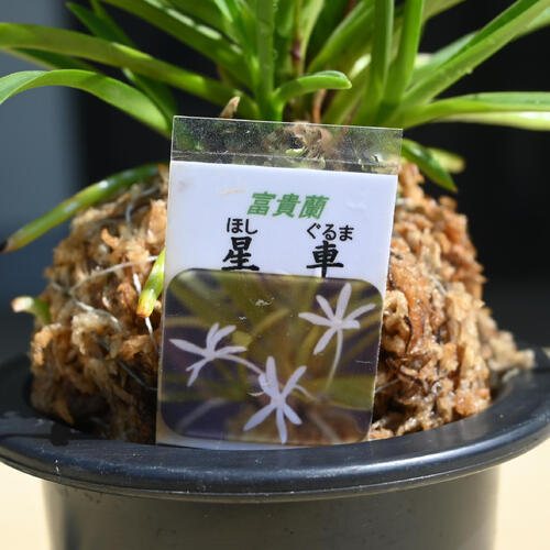 楽天市場】2025年NEW 現品 富貴蘭 星車 鉢植え 風蘭 プラ鉢入り : 園芸