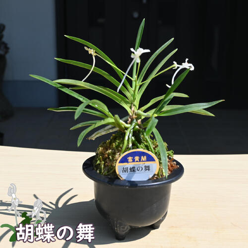 楽天市場】2025年NEW 現品 富貴蘭 胡蝶の舞 鉢植え 風蘭 プラ鉢入り