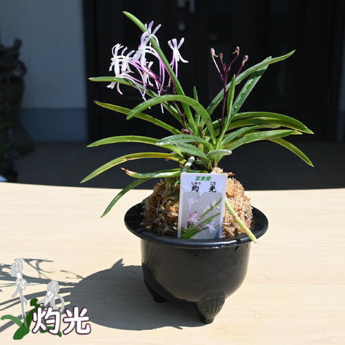 楽天市場】2025年NEW 現品 富貴蘭 灼光 鉢植え 風蘭 プラ鉢入り : 園芸