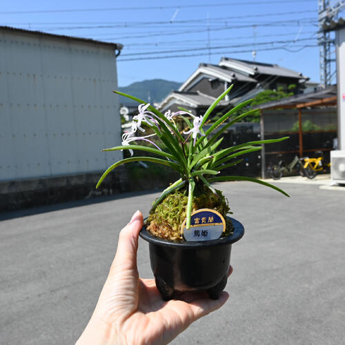 楽天市場】2025年NEW 現品 富貴蘭 篤姫 鉢植え 風蘭 プラ鉢入り : 園芸